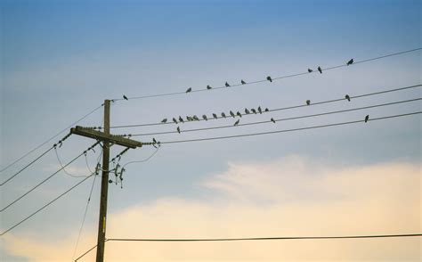 how to prevent birds from power lines